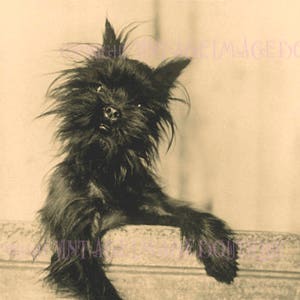 Fotografia antiga de um adorável cão Affenpinscher Terrier, cartão comemorativo 5x7