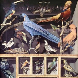 Pintura georgiana antigua de un gabinete de curiosidades de aves exóticas de taxidermia 5x7 Tarjeta de felicitación