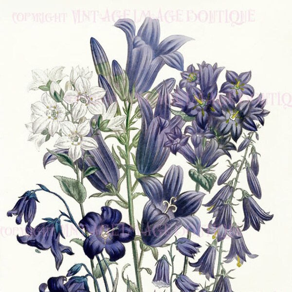 Antique Victorian 19th Century Botanical Illustration Of Blue Campanulas Bellflowers  5x7 Greeting Card