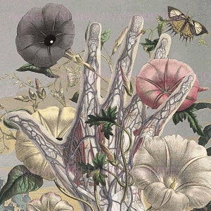 Antieke Ars Medica medische en botanische collage wetenschappelijke medische wenskaart 5 x 7