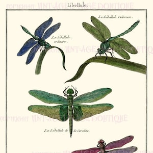 Antigua ilustración entomológica de Insectiana francesa del siglo XVIII de varias especies de libélulas 5x7 Tarjeta de felicitación