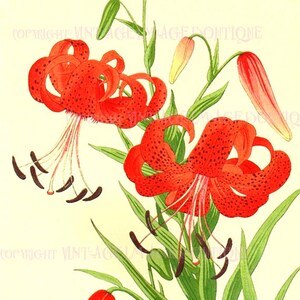 Carte de voeux ancienne du XIXe siècle, illustration botanique japonaise de fleurs de lys tigré 5 x 7