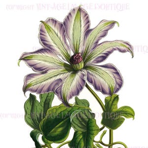 Carte de voeux ancienne illustration botanique victorienne du XIXe siècle de fleurs de clématite 5 x 7