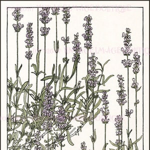 Antieke Edwardiaanse Arts & Crafts Botanische illustratie van lavendelbloemen in bloei 5 x 7 wenskaart