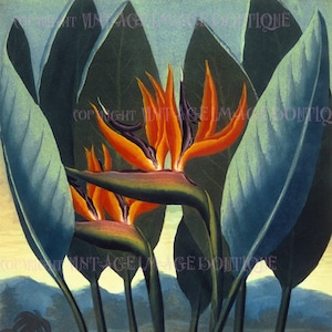 Ilustración botánica georgiana antigua del siglo XVIII de una planta Strelitzia ave del paraíso en flor Tarjeta de felicitación 5x7