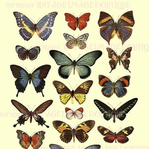 Ilustración entomológica antigua de Insectiana victoriana de varias especies de mariposas 5x7 Tarjeta de felicitación