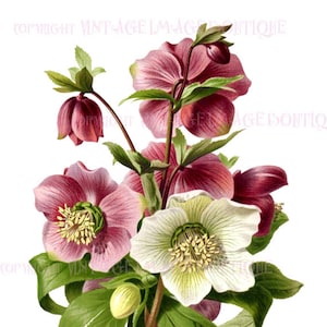 アンティーク ビクトリア朝 19 世紀 ヘレボルスの花の植物イラスト 5x7 グリーティング カード