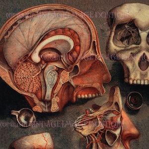 Carte de voeux ancienne illustration médicale géorgienne de l'anatomie du visage crânien par D' Agoty Medical Scientific 5 x 7