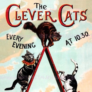 Prachtig antiek Victoriaans amusement The Clever Cats Acrobatic Feline Review Act / Music Hall Entertainment 5 x 7 wenskaart