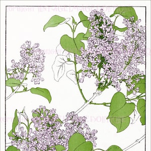 Antique Edwardian Arts & Crafts Illustration botanique d’un buisson de lilas avec des fleurs en fleurs 5x7 Carte de vœux