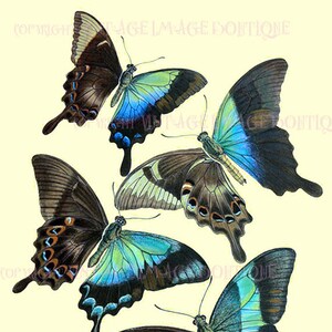 Antique Victorian Insectiana Entomological Illustration Of Blue Swallowtail Butterflies 5x7 Greeting Card