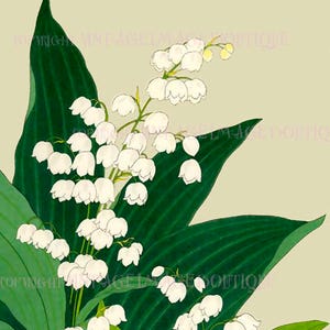 Carte de voeux ancienne du XIXe siècle, illustration botanique japonaise de fleurs de muguet 5 x 7
