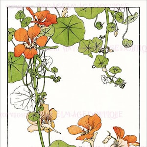 Ilustração botânica antiga de artes e ofícios eduardianos de uma videira capuchinha com flores desabrochando, cartão comemorativo 5x7