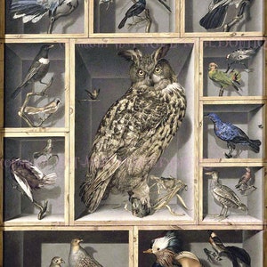 Pintura georgiana antigua de un gabinete de curiosidades que contiene pájaros taxidermia Tarjeta de felicitación 5x7