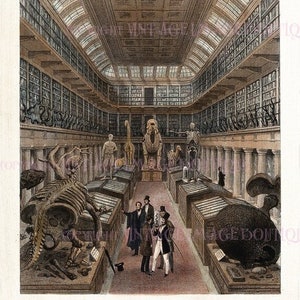 Ilustración victoriana antigua en color de muestras médicas y curiosidades en el Museo Hunterian de Londres 5x7 Tarjeta de felicitación