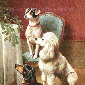 Carte de voeux antique illustration édouardienne d'un caniche, d'un teckel et d'un terrier Jack Russell Saison de Noël 5 x 7 vacances solstice d'hiver