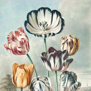 Ilustración botánica georgiana antigua del siglo XVIII de variedades variadas de tulipanes holandeses 5x7 Tarjeta de felicitación
