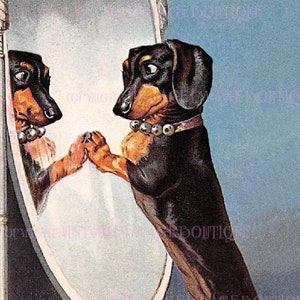Adorável ilustração antiga da década de 1920 de um dachshund preto e castanho atrevido admirando-se em um espelho Cheval, cartão comemorativo para cães 5x7
