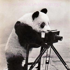 Vintage 1920 Schwarz-Weiß-Fotografie eines entzückenden Pandas mit einer Kamera 5x7 Grußkarte