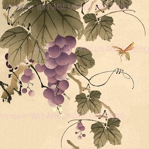 Antique  19th Century Japanese Botanical Illustration Of A Grape Vine Bearing Fruit  5x7 Greeting Card