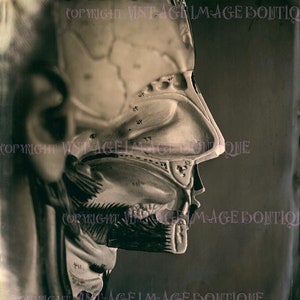 Antique Victorian Tin Type Photograph Of A Lateral View Of Human Head Medical Model  Medical Scientific  5x7 Greeting Card
