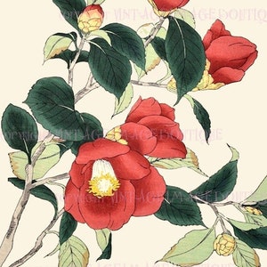 Ancienne illustration botanique japonaise du XIXe siècle d'un camélia en floraison précoce 5 x 7