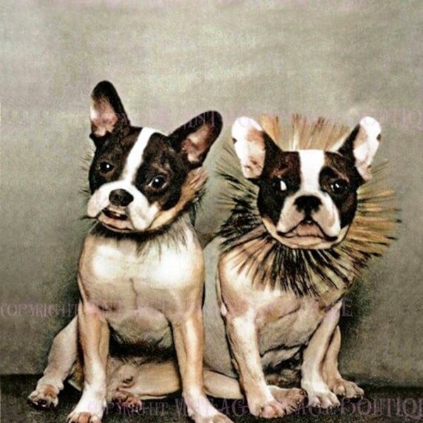 Vintage 1920's Hand Tinted Photograph Of An Adorable Pair Of French Bulldogs 5x7 Greeting Card