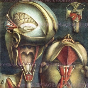 Carte de voeux ancienne illustration médicale géorgienne de l'anatomie du muscle crânien par D' Agoty Medical Scientific 5 x 7