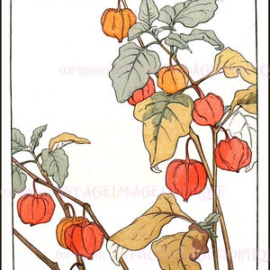 Illustrazione botanica antica edoardiana di una pianta di Physalis in stile lanterna cinese, 5x7, biglietto d'auguri
