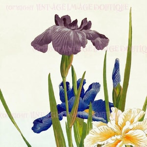 Ancienne illustration botanique japonaise du XIXe siècle de fleurs d'iris 5 x 7 pouces