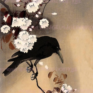 Antigua ilustración japonesa del siglo XIX de un cuervo negro posado en una rama de flores de cerezo 5x7 Tarjeta de felicitación