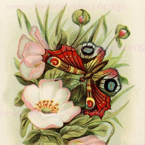 Illustration botanique antique victorienne du 19ème siècle de roses sauvages et de papillons 5x7 Carte de vœux