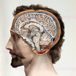 Illustration victorienne antique d'une vue latérale du cerveau humain Carte de voeux médicale scientifique 5 x 7