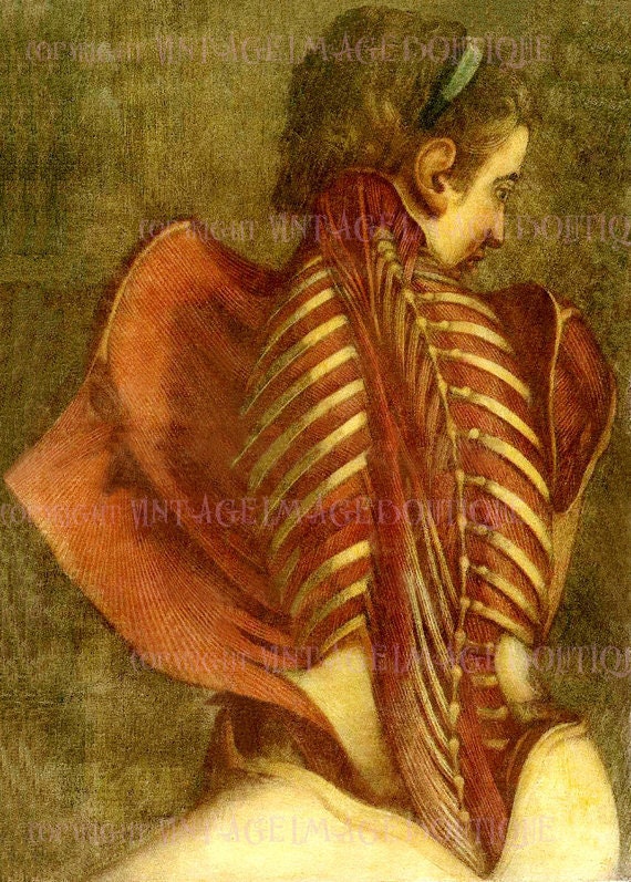Antique Georgian Medical Illustration The Flayed Angel By D' Agoty Medical Scientific  5x7 Greeting Card