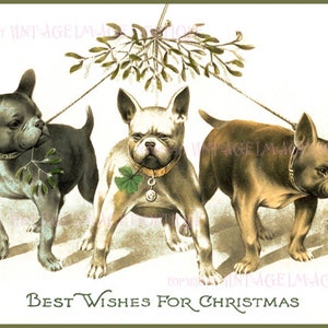 Antike 1920 Illustration Von Drei Französischen Bulldoggen Weihnachtszeit Wintersonnenwende Urlaub 5x7 Grußkarte