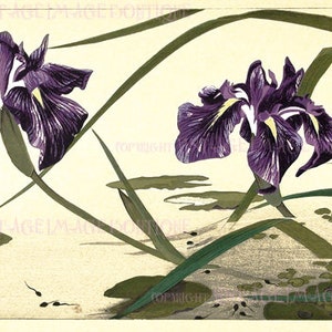 Peut inclure: Une estampe vintage représentant deux fleurs d'iris violettes avec des accents jaunes, sur un fond crème. L'œuvre comprend des feuilles et des nénuphars verts, avec des têtards dans l'eau, évoquant une scène naturelle sereine.