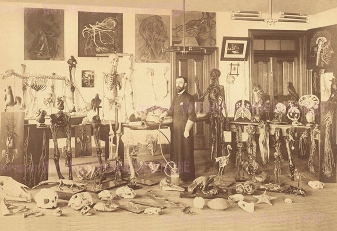 Antique Victorian Photograph of A Surgeon / Anatomist With A Variety of