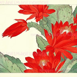 Antique 19th Century Japanese Botanical Illustration Of A Red Christmas Cactus Christmas Season Winter Solstice Holiday 5x7 Greeting Card