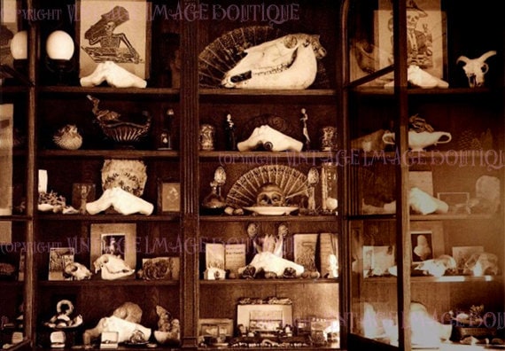 Antique Victorian Sepia Photograph Of A Cabinet Of Curiosities Etsy