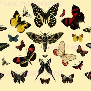 Ilustración entomológica antigua de Insectiana victoriana de varias especies de mariposas V.2 5x7 Tarjeta de felicitación