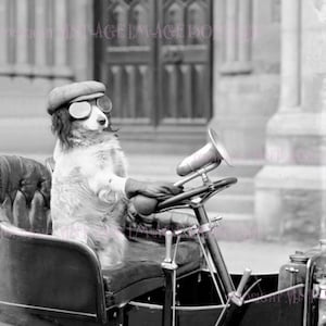 Vintage foto uit de jaren 1920 van een schattige cocker-spaniël in een auto 5 x 7 wenskaart