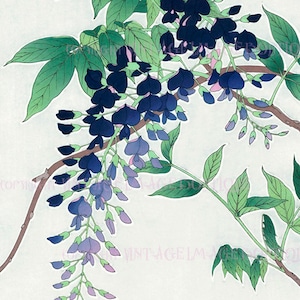 Illustration botanique japonaise antique du 19ème siècle de vigne de glycine en fleur 5x7 Carte de vœux