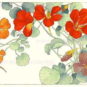 Antique 19th Century Japanese Botanical Illustration Of Nasturtium Vine In Bloom Flower  5x7 Greeting Card