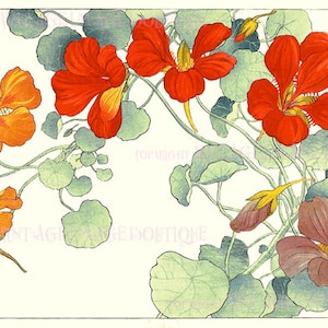Antieke 19e-eeuwse Japanse botanische illustratie van oostindische kers in bloei 5 x 7 wenskaart