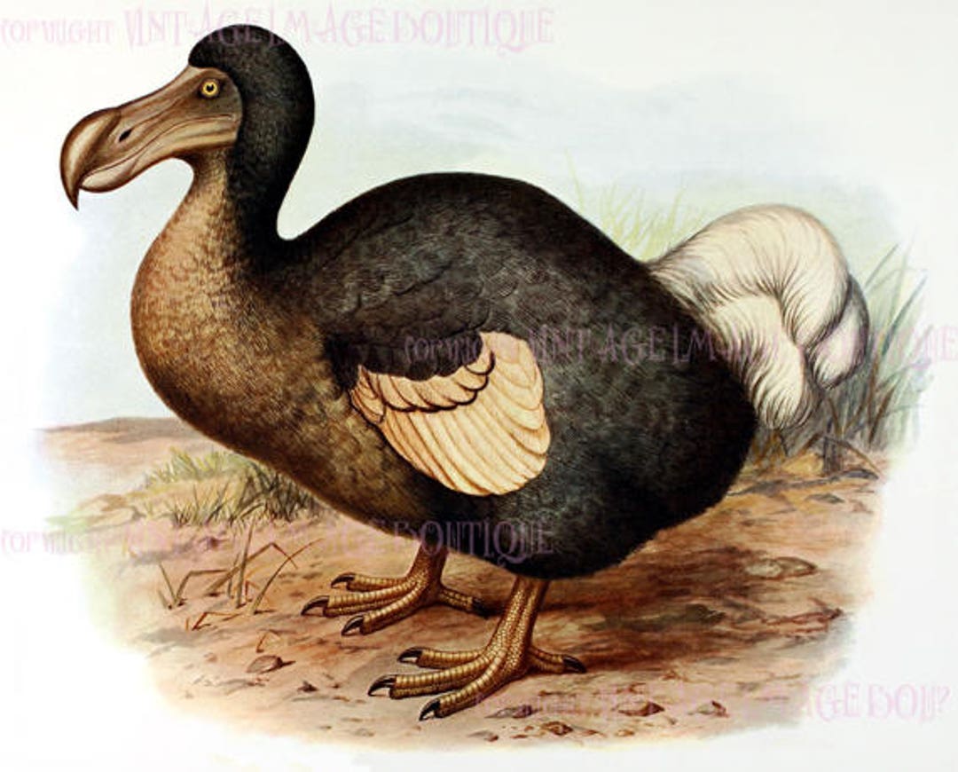 Antique Victorian Ornithological Illustration of A Dodo Bird 5x7 ...