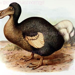 Ilustración ornitológica victoriana antigua de un pájaro dodo Tarjeta de felicitación de 5 x 7