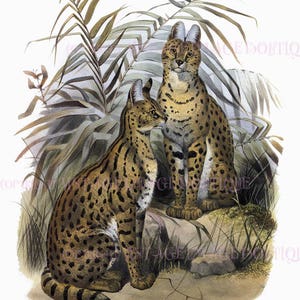 Illustration victorienne antique d’une paire de chats serval africains rares 5x7 Carte de vœux
