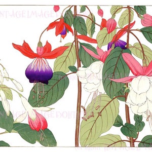 Antique  19th Century Japanese Botanical Illustration Of Fuchsia Flowers  5x7 Greeting Card