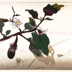 Carte de voeux ancienne du XIXe siècle, illustration botanique japonaise d'une aubergine / morelle mortelle plante fleurs et grillons 5 x 7