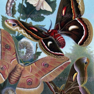 Ilustración entomológica antigua de Insectiana victoriana de varias especies de polillas y mariposas 5x7 Tarjeta de felicitación